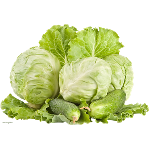 Cabbage PNG image-8786